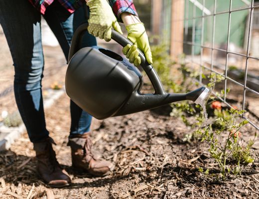 Watering can in a garden