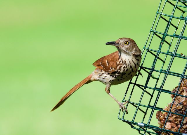 SongBird Feeder Station