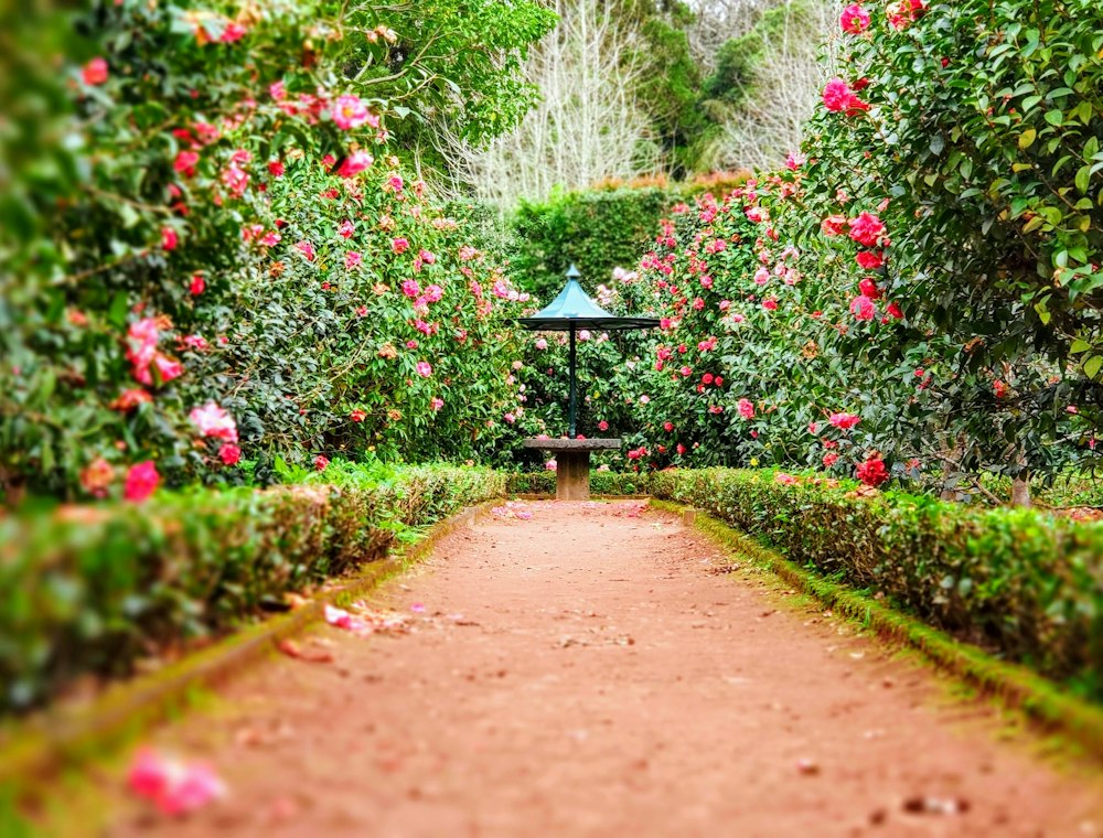 Garden path with flowers in summer
