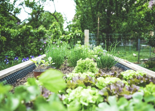 RaisedBed Cedar Planter