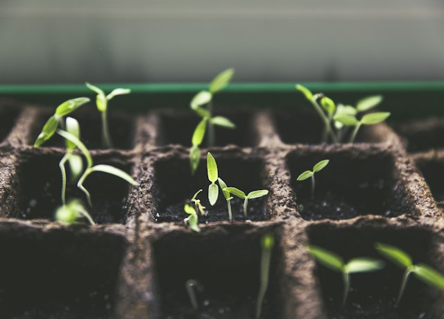 SeedStart Tray Kit
